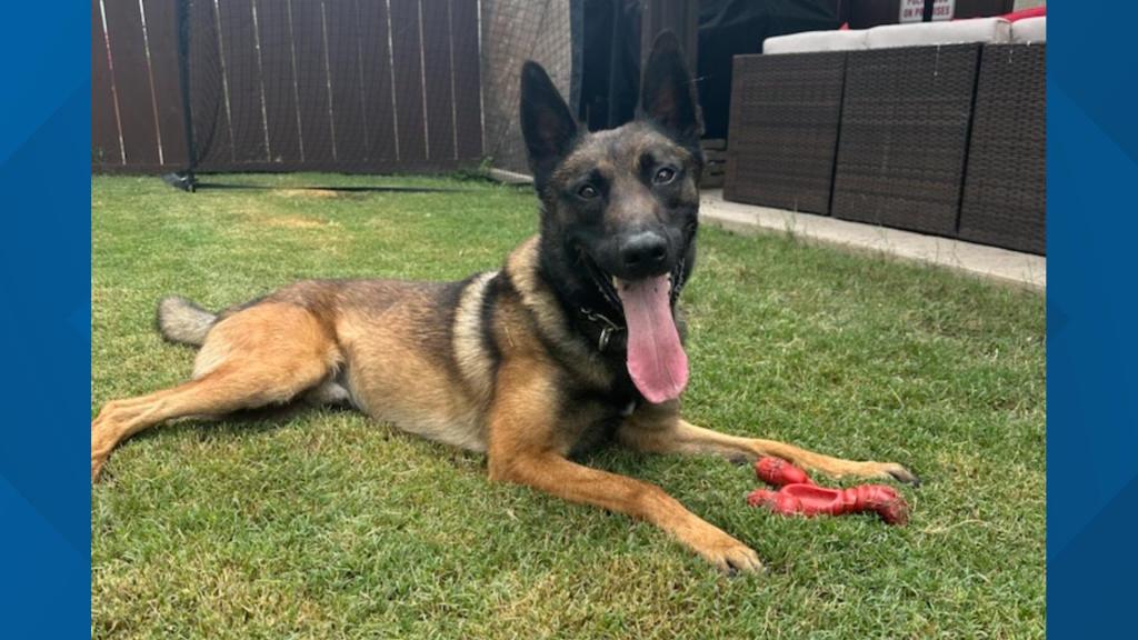 Police dog burned as suspect tries to torch adult store in San Diego shooting