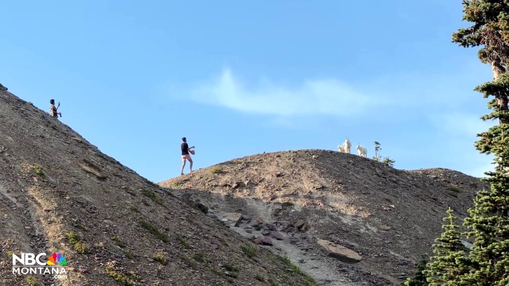 Montana hikers clash with group over close mountain goat encounter at Glacier National Park: ‘I will f–k you up’
