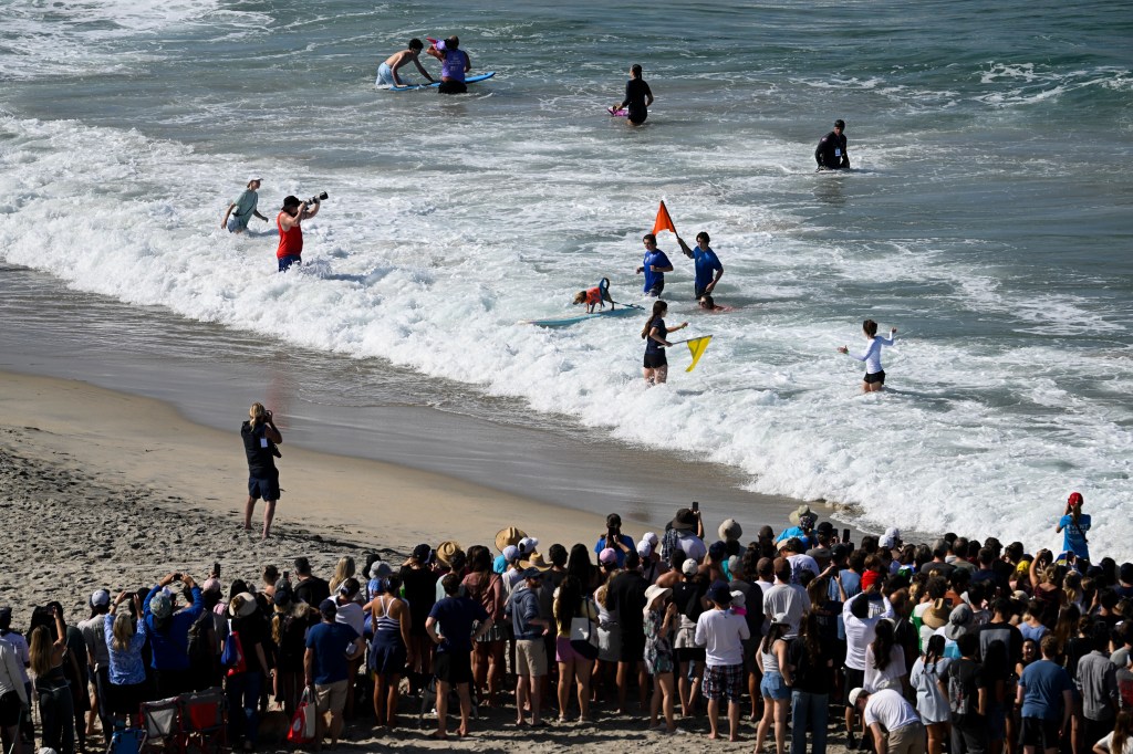 Del Mar Dog Beach surfing festival ends in chaos as judges forced to cancel the final
