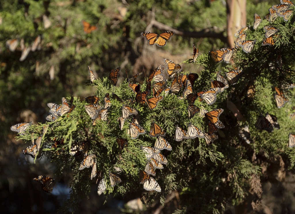 Near-record low butterfly sightings force California officials to issue dire plea