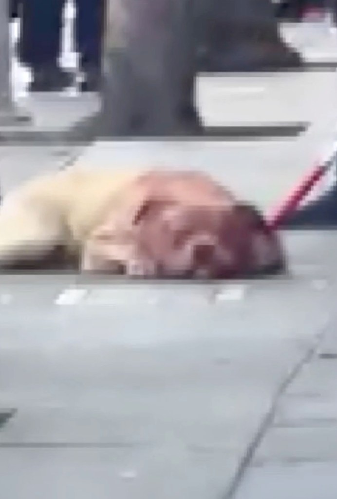 Woman horrifically mauled by massive pit bull in San Francisco reveals what really sparked attack