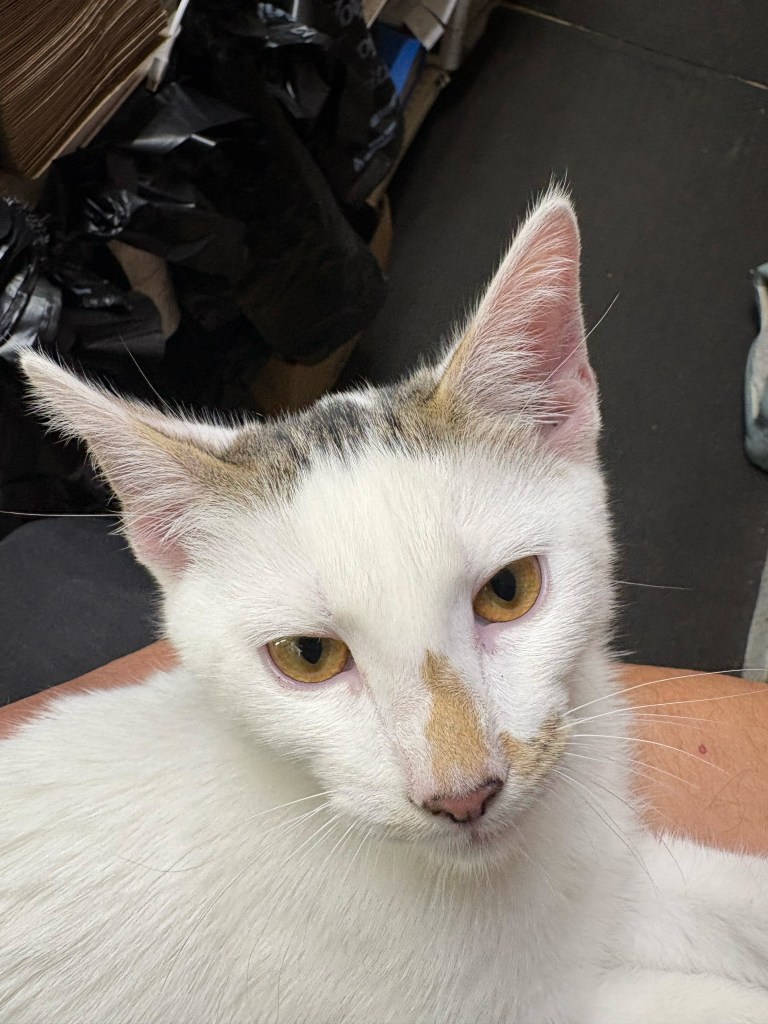 Beloved NYC bodega cat stolen from store as kitty’s fans have their claws out for the petnappers