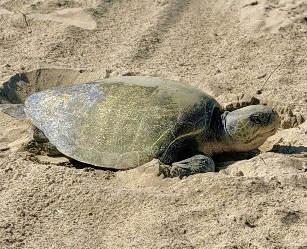 Beach battle erupts as classic California event faces closure over environmental backlash