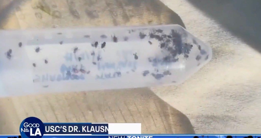 Outbreak of gross medieval disease sends six people to hospital in LA neighborhood