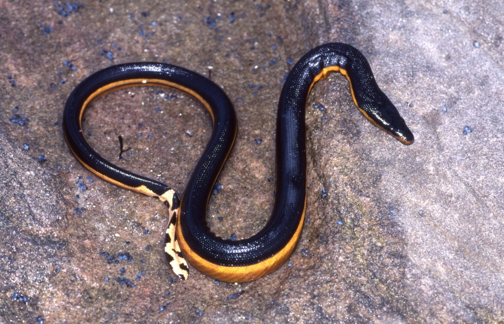 Highly venomous predator washes ashore on SoCal Beach