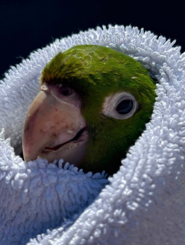 Exotic bird gets high-flying rescue from SF balcony — as parrots flock to celebrate