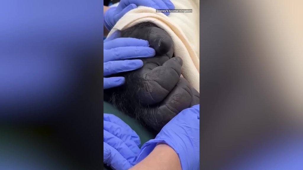 Gorilla poised to become next leader of the pack undergoes medical check-up — drawing crowd of onlookers