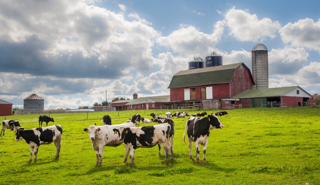US beef supply plummets as cattle farmer warns ‘the numbers are just not here anymore’
