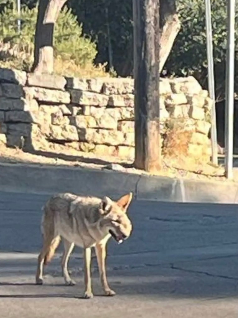 Horrifically deformed coyote prowling SoCal town euthanized — as vets reveal shocking reason for its injuries