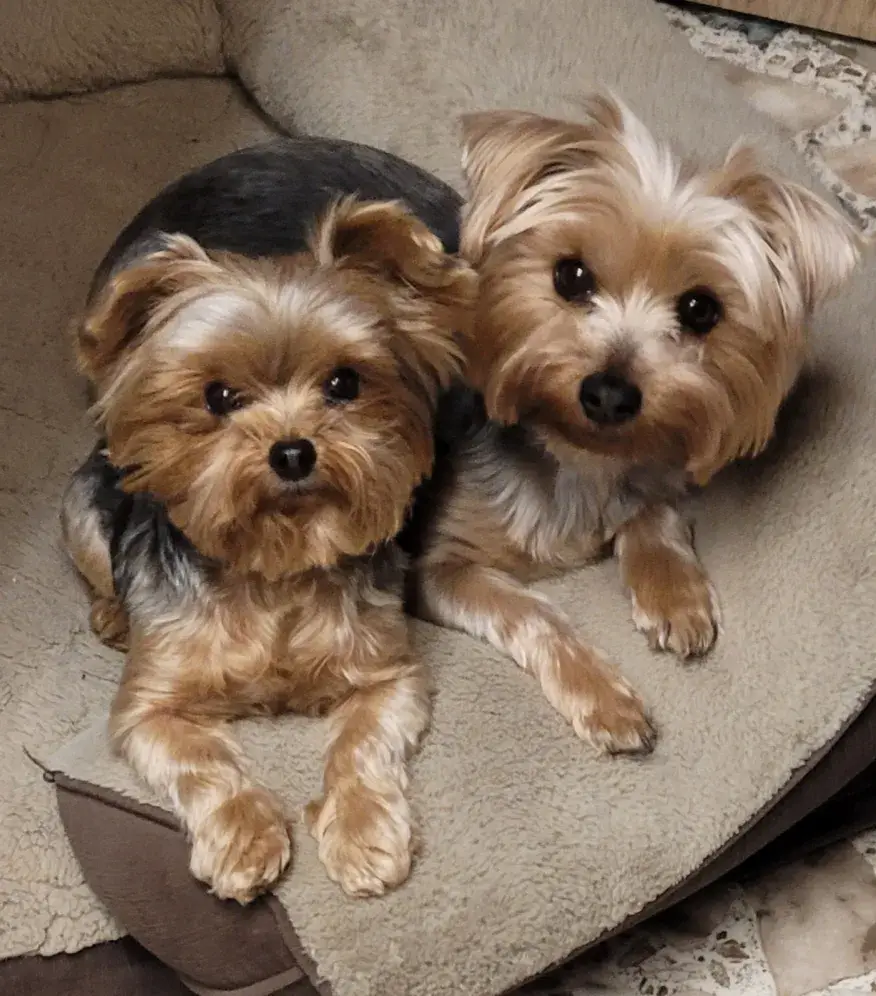 Couple heartbroken after dog mistakenly euthanized during vet visit
