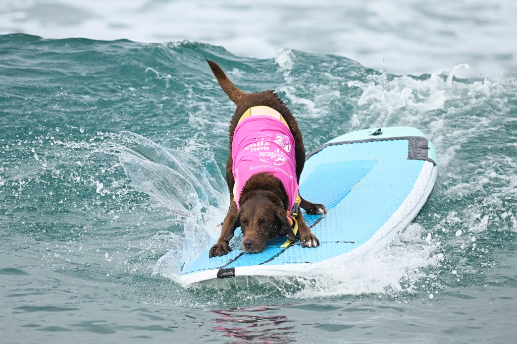 Del Mar Dog Beach surfing festival ends in chaos as judges forced to cancel the final