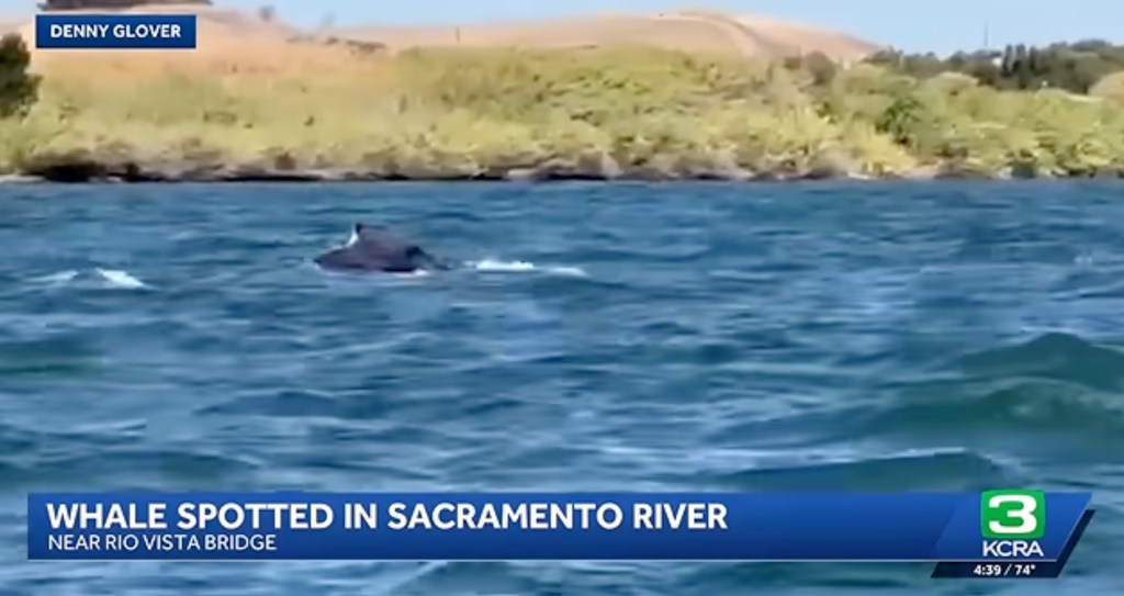 Massive humpback whale makes rare appearance in California river