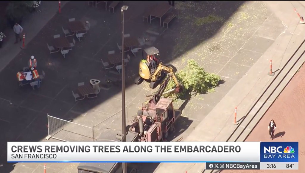 San Francisco residents fume as iconic trees are axed in $40M park revamp