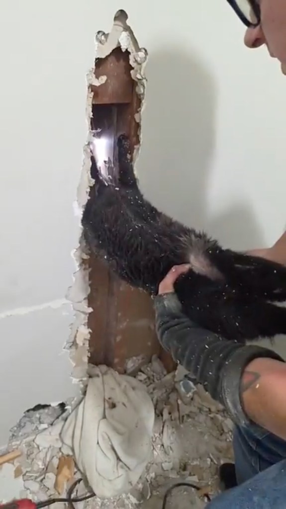 Long Island ‘catman’ to the rescue, as man pulls pet to safety after 5 days trapped upside down