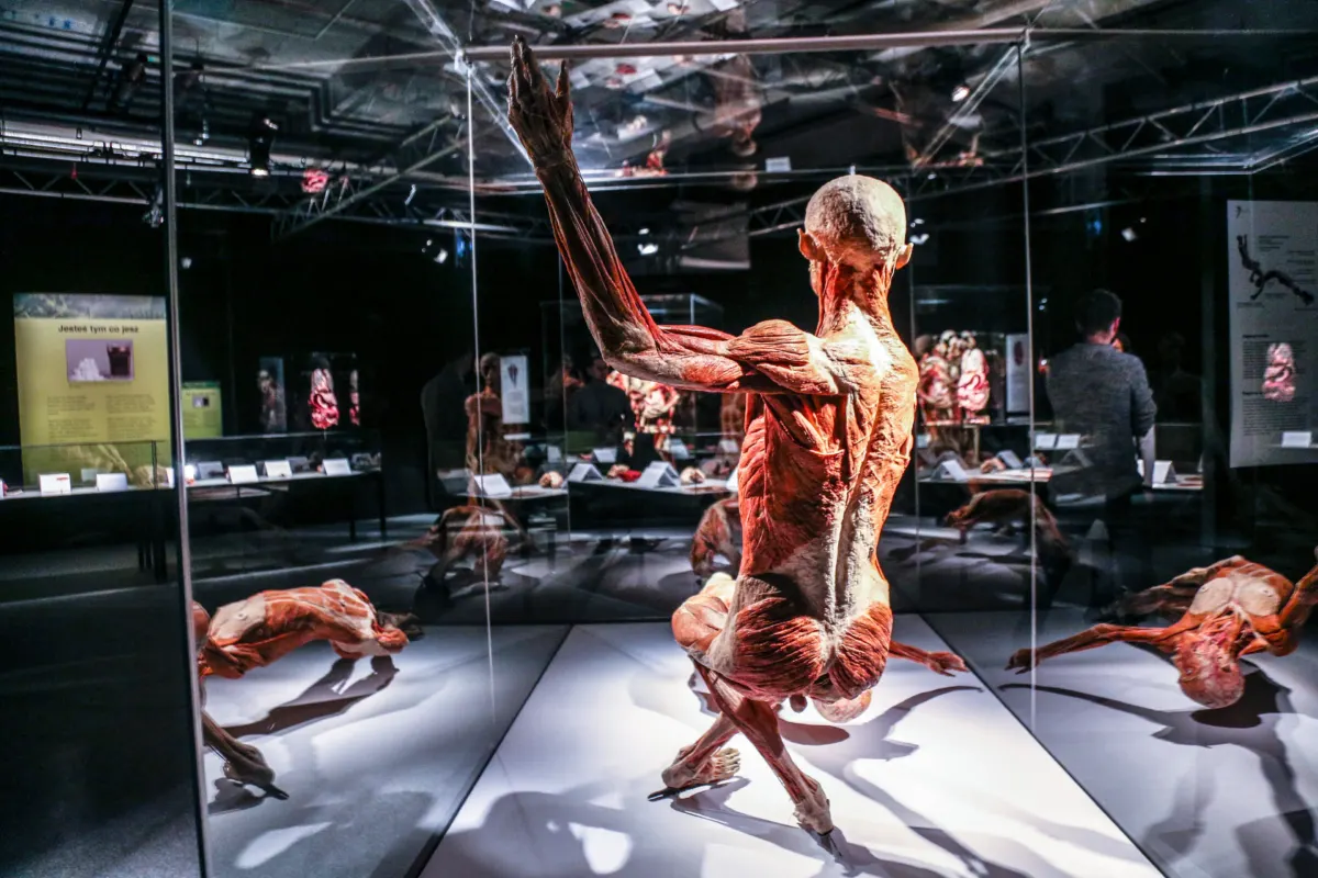 Organisers slammed as dead bodies having sex put on display