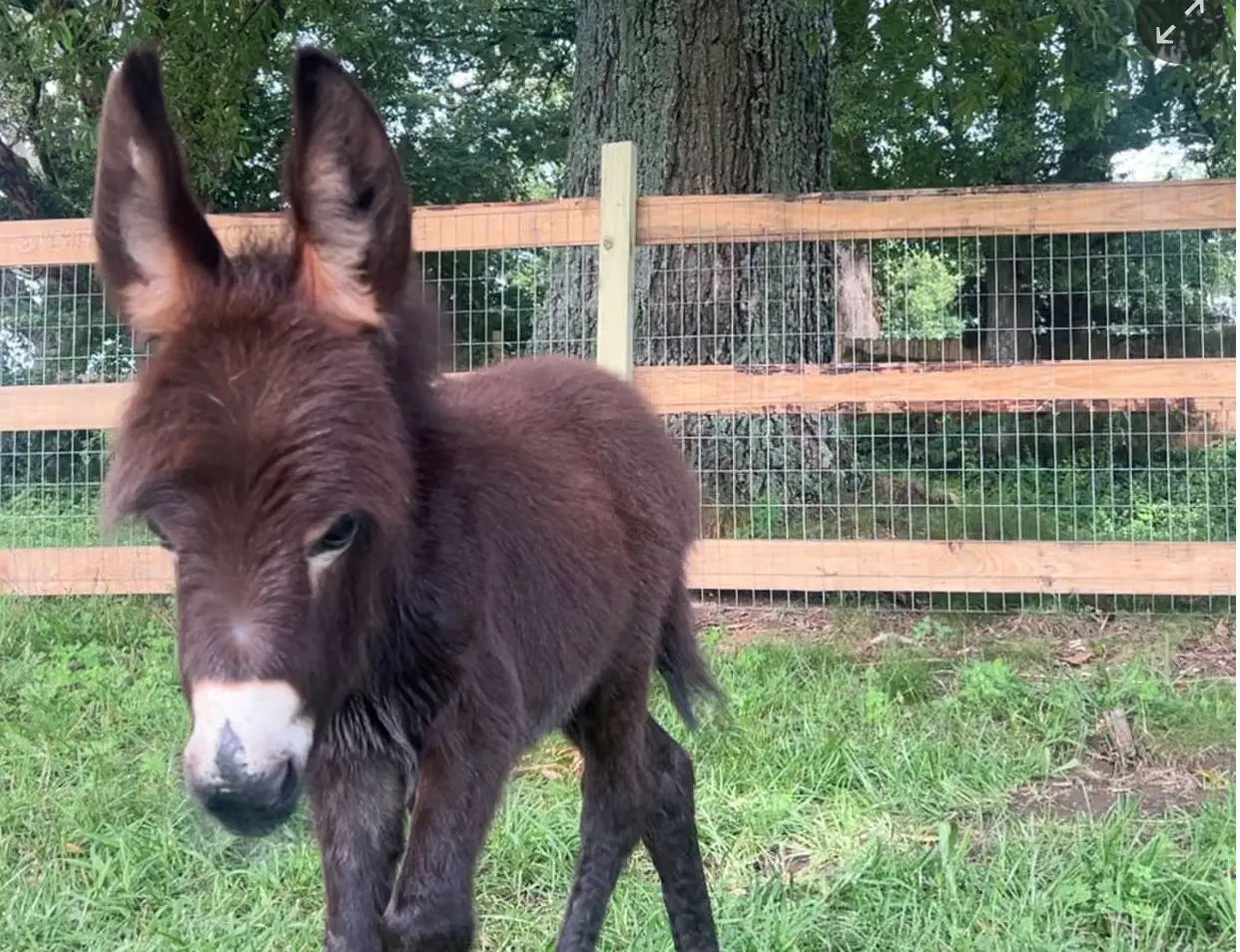 Cop reveals why he killed beloved baby Donkey HeeHaw as owner shares video from his final days