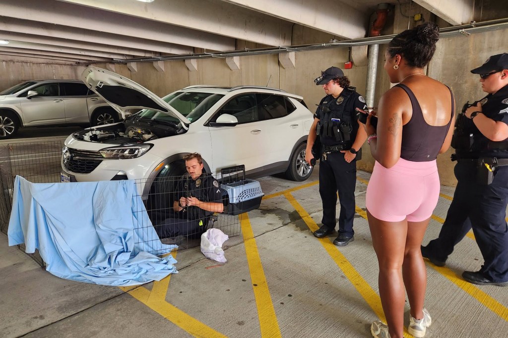 NJ kitten travels 800 miles trapped in car bumper — till shocked driver spots this