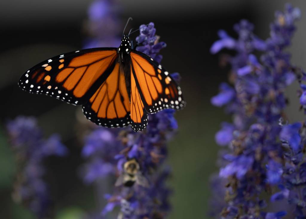 Near-record low butterfly sightings force California officials to issue dire plea