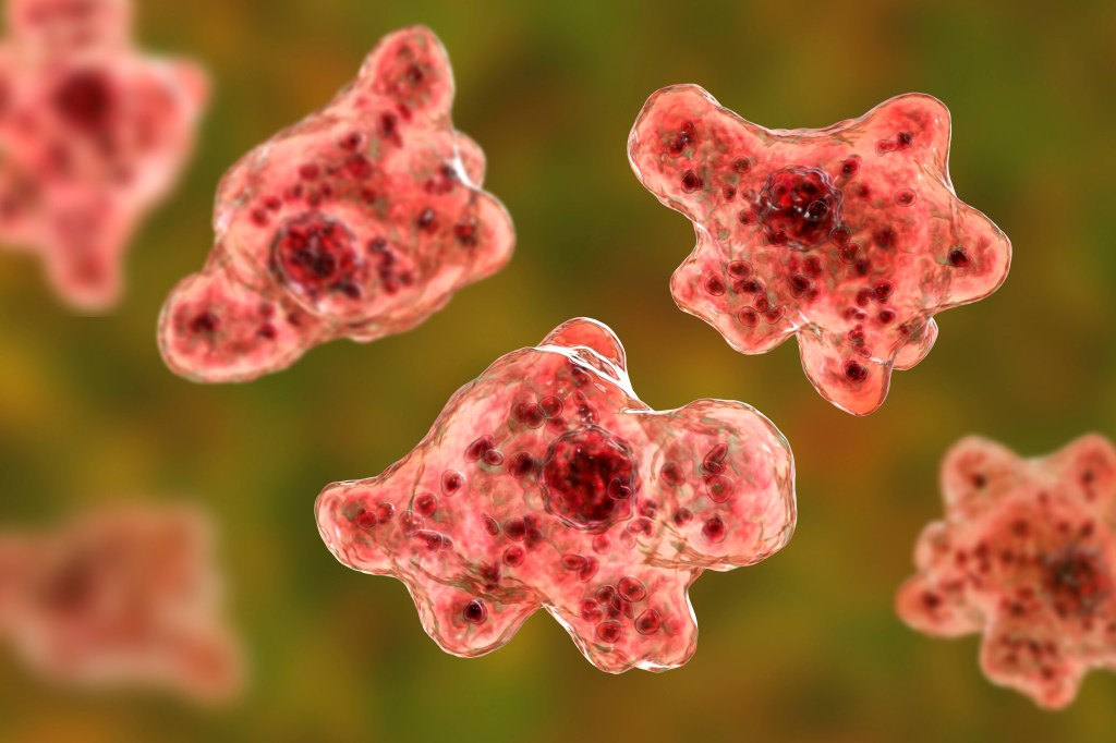 North Carolina teen dies from rare brain-eating amoeba typically linked to freshwater swimming