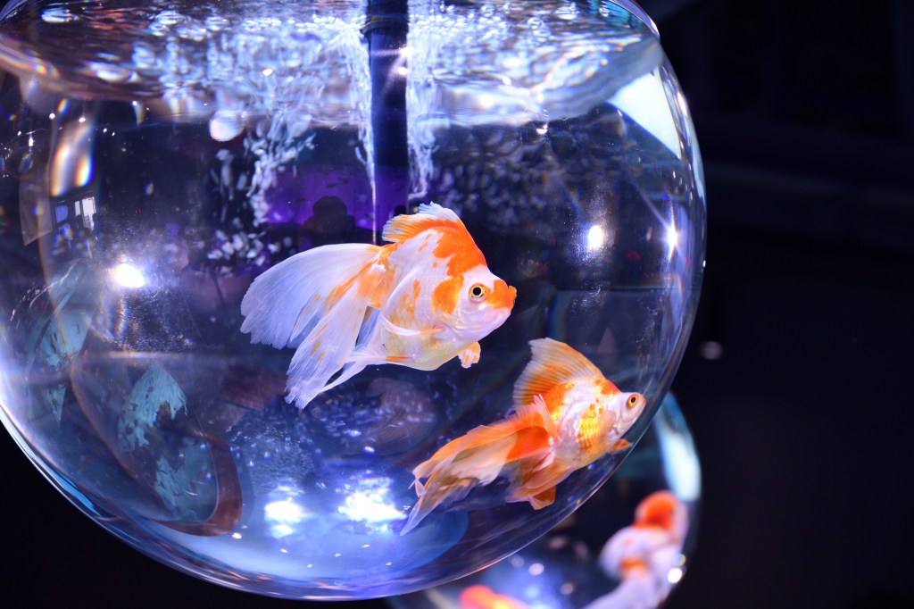 Arizona frat suspended for force feeding pledges goldfish: report