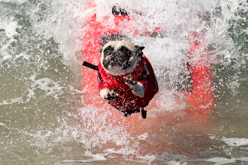 Del Mar Dog Beach surfing festival ends in chaos as judges forced to cancel the final