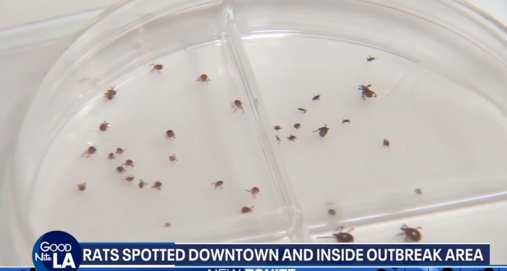 Outbreak of gross medieval disease sends six people to hospital in LA neighborhood