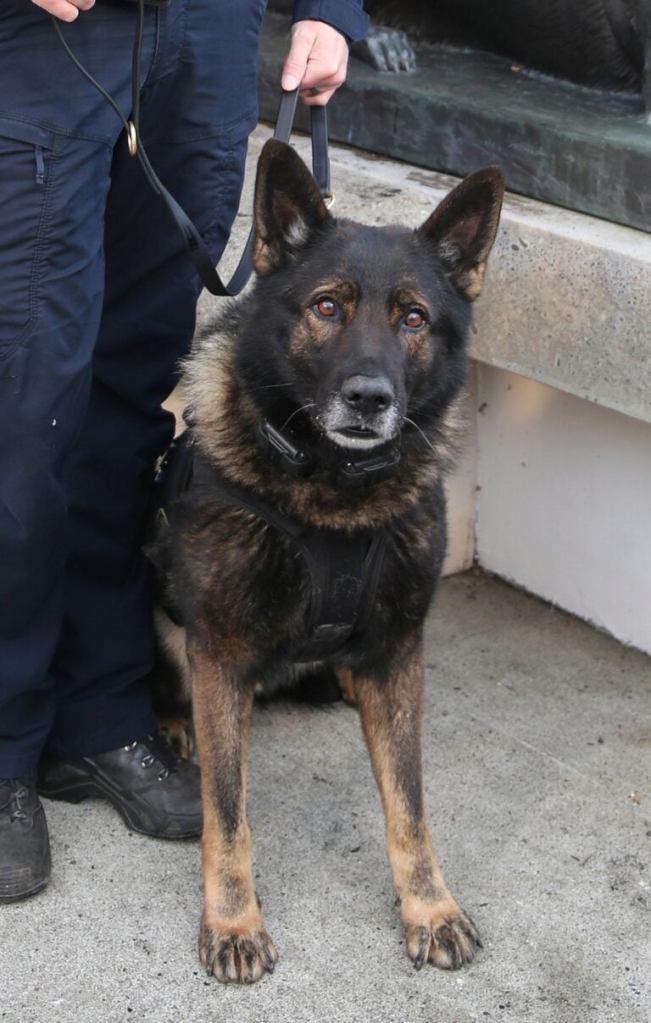 Portland police K-9 fatally shot on final shift before retirement while chasing murder suspect