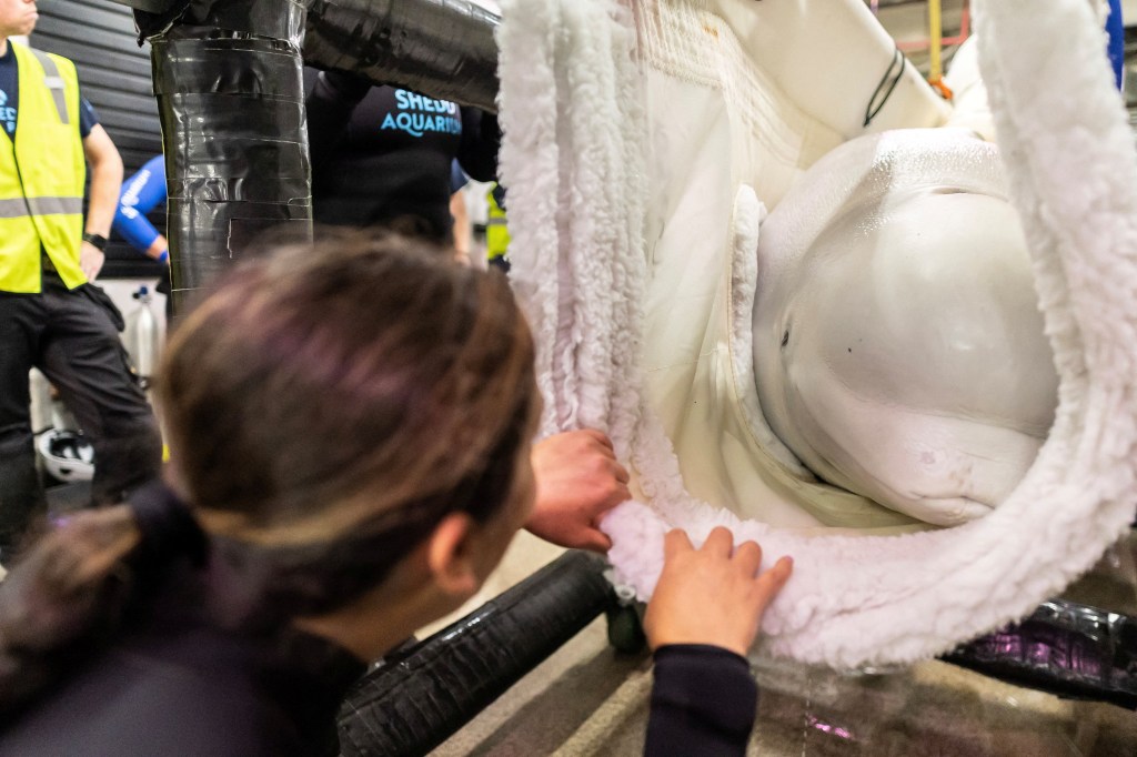 Third beluga whale, Osiris, dies at Chicago aquarium — after rescue from shuttered Canada marine park