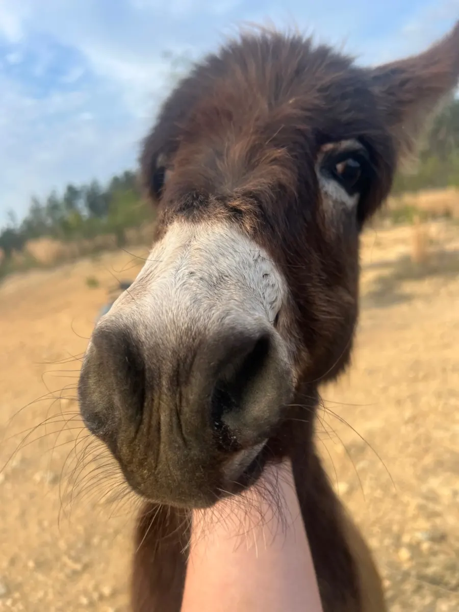 Cop sued for killing beloved baby donkey HeeHaw after owner shares video from his final days
