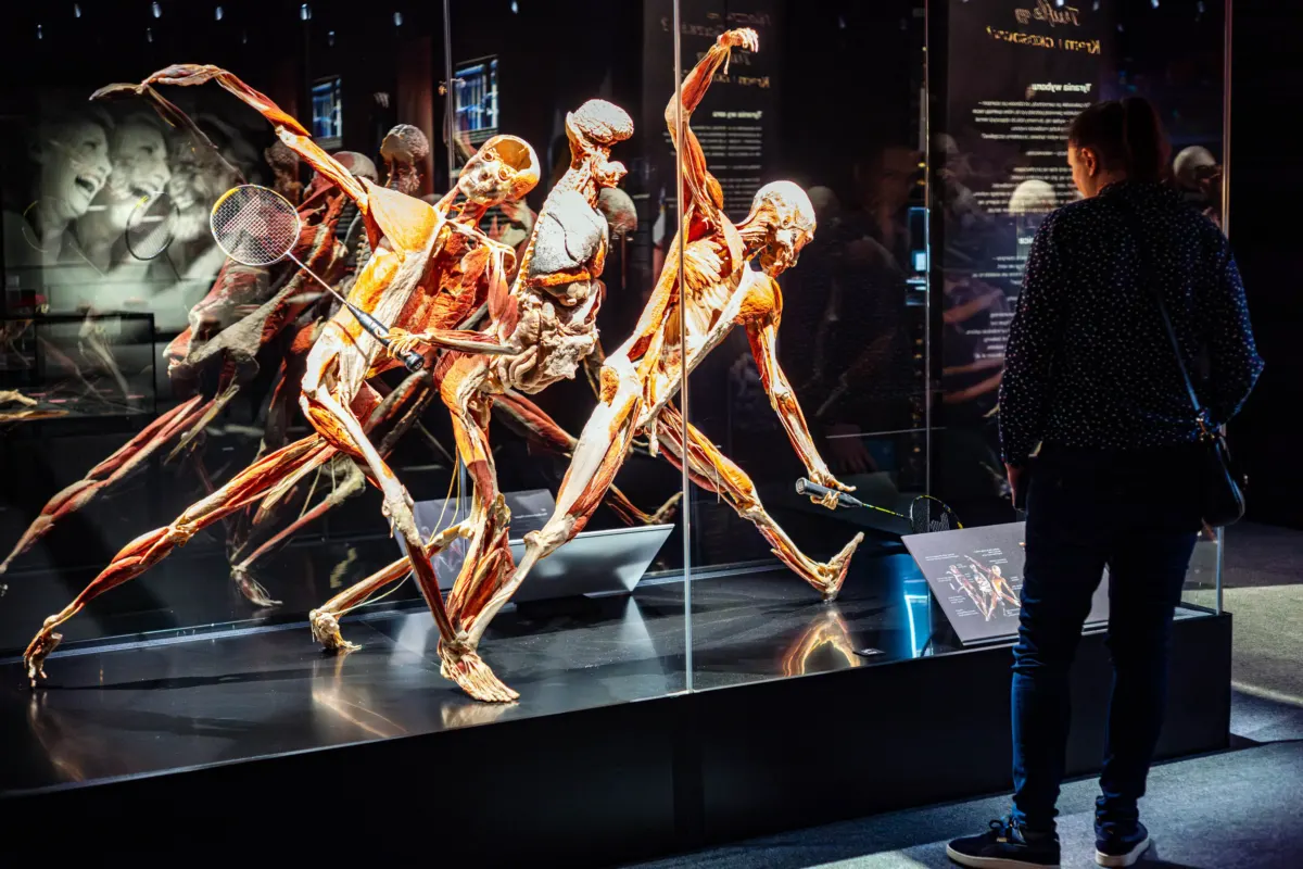 Organisers slammed as dead bodies having sex put on display