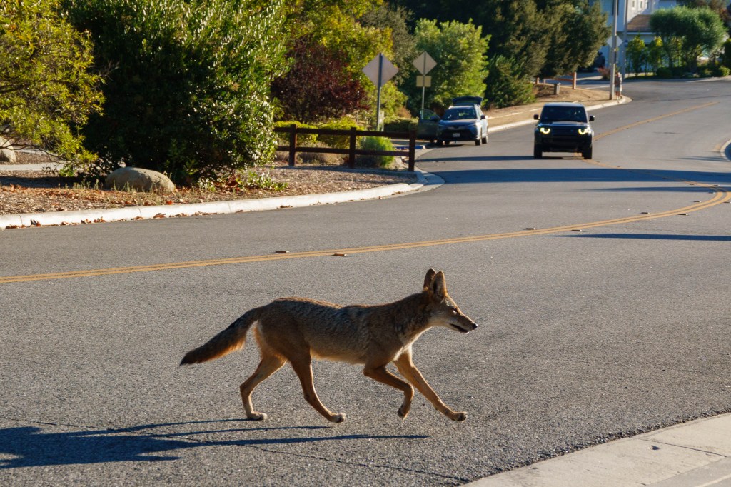 Arizona mom fights off crazed coyote with flip-flip after wild animal attacks 4-year-old daughter