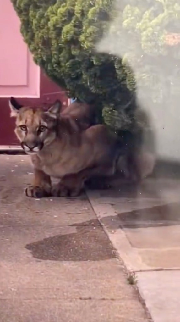 Mountain lion spotted prowling in San Francisco yards as officials issue warning to neighbors