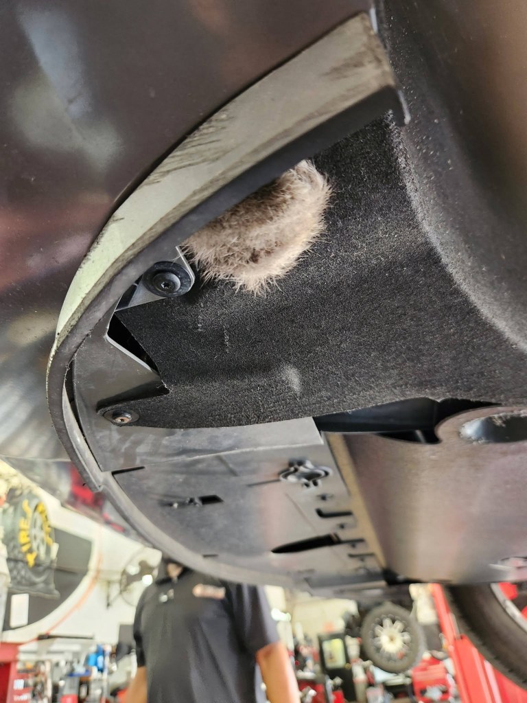 NJ kitten travels 800 miles trapped in car bumper — till shocked driver spots this
