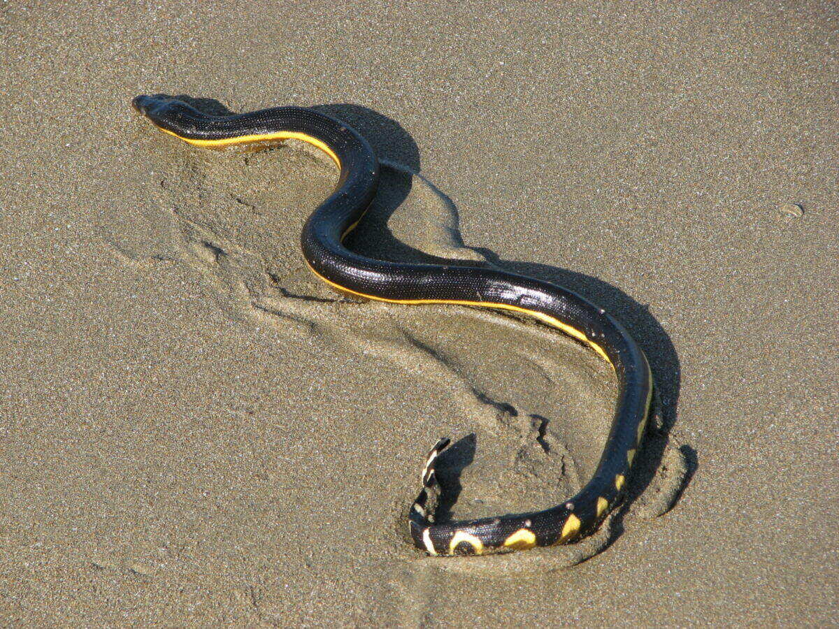 Highly venomous predator washes ashore on SoCal Beach