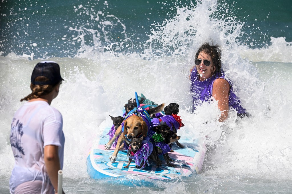 Del Mar Dog Beach surfing festival ends in chaos as judges forced to cancel the final