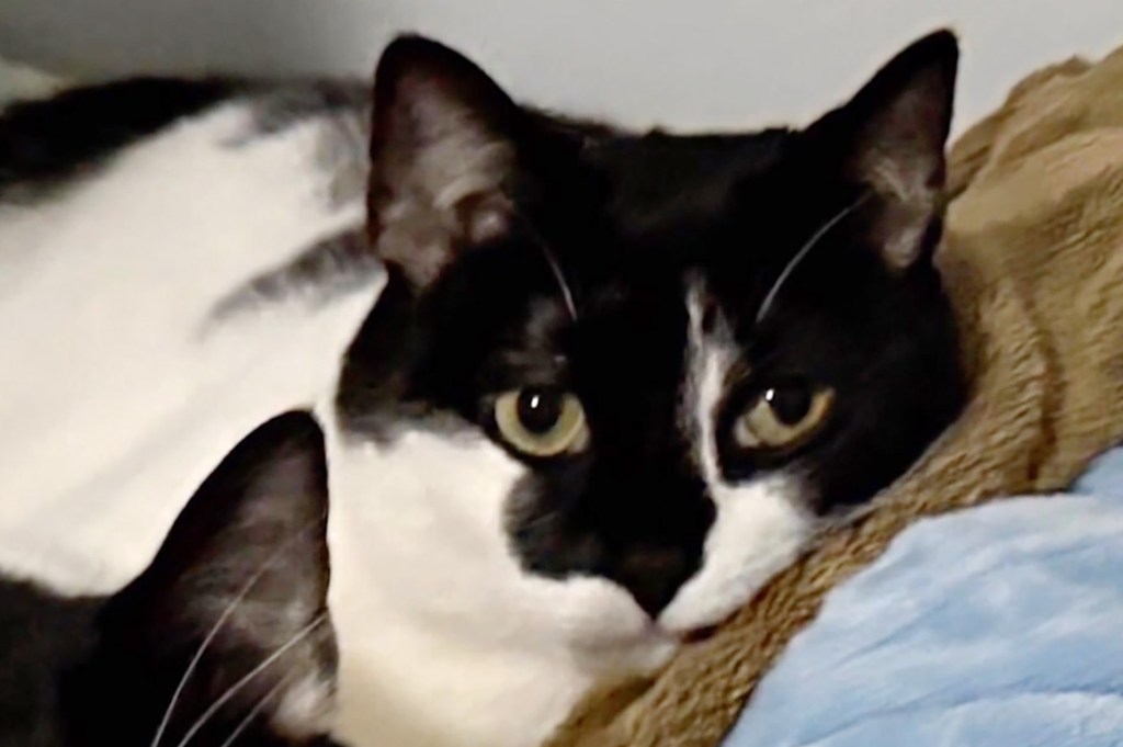 Cat accidentally thrown out with old couch, miraculously rescued from harrowing trash pit