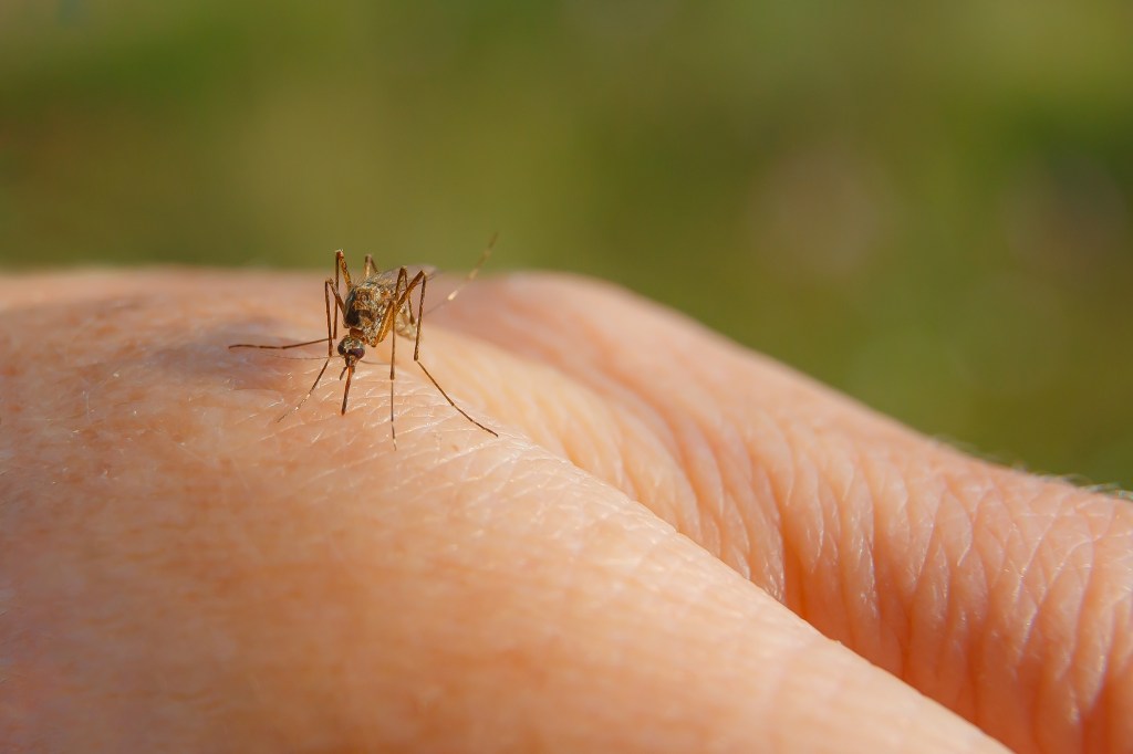 Cases of West Nile virus soar in NYC, surpassing total number in 2025