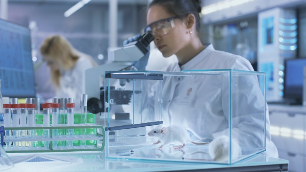 Stanford geniuses create lab rats with half-human brains
