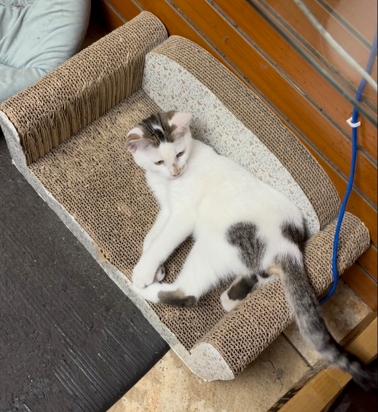 Beloved NYC bodega cat stolen from store as kitty’s fans have their claws out for the petnappers