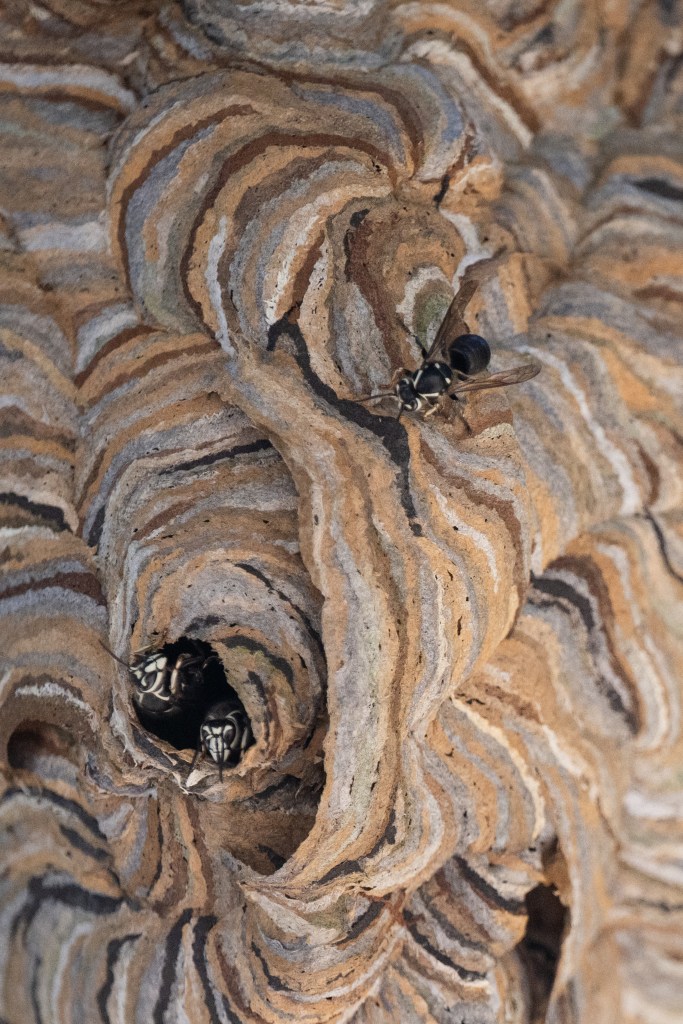 NYC refuses to remove massive hornets’ nest from Queens tree, tells terrified residents to foot the bill