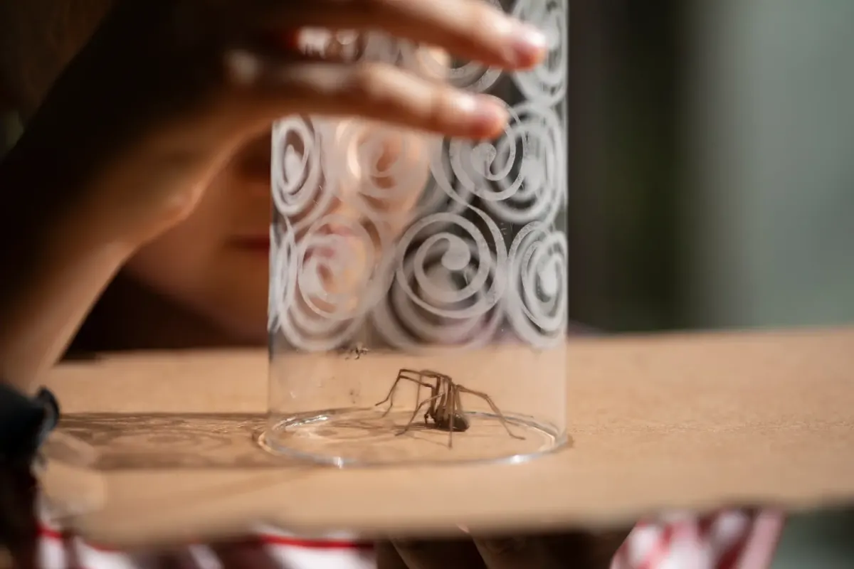 Thousands of tennis ball-sized spiders are invading homes this month — here's how to keep them out