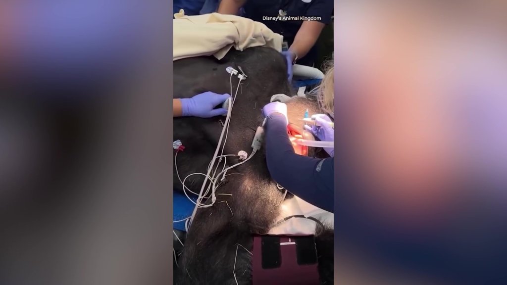 Gorilla poised to become next leader of the pack undergoes medical check-up — drawing crowd of onlookers