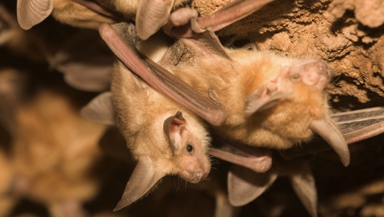 Yosemite visitors rage after rabies case revealed months after infected bat found dead at famed camp