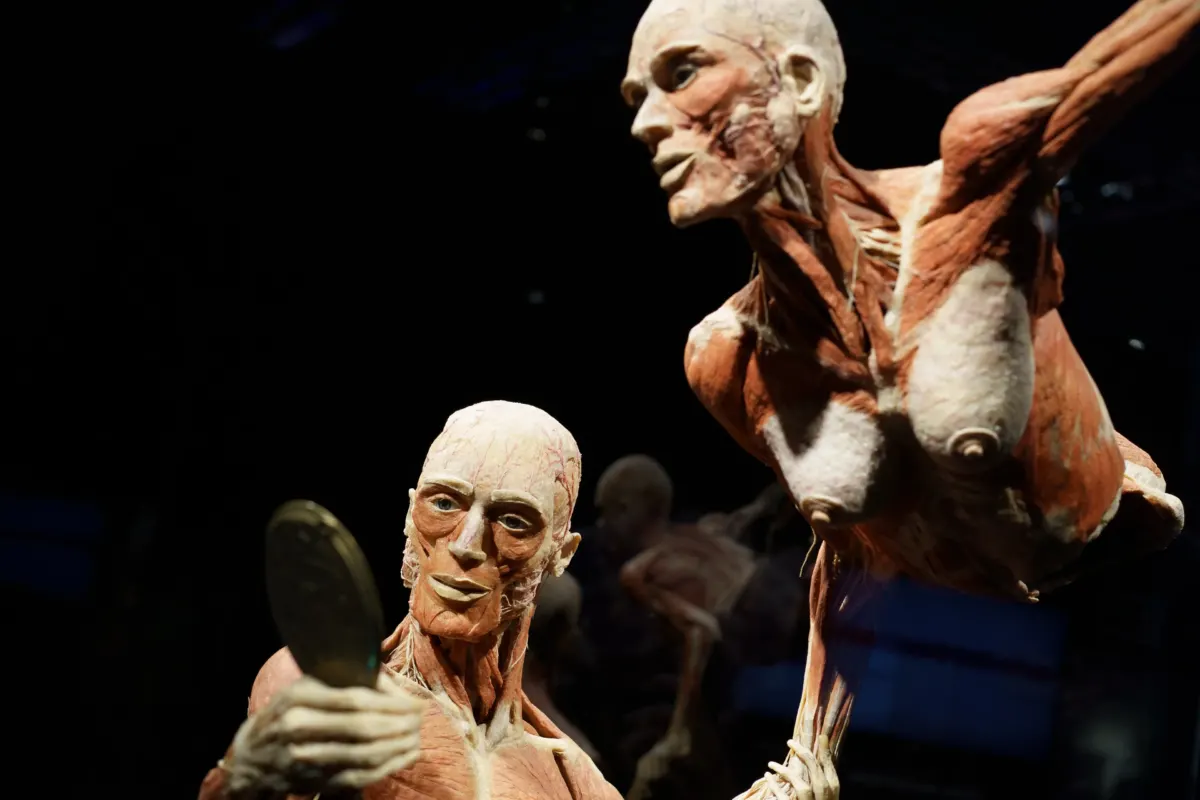 Organisers slammed as dead bodies having sex put on display