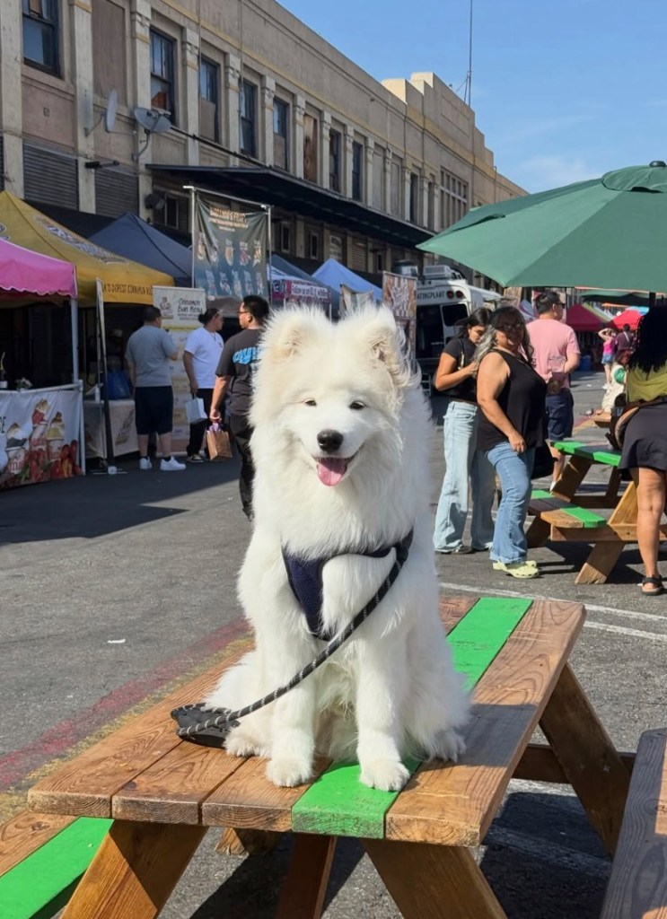 Adored puppy dies at LA training school after allegedly being locked in cage for hours in sweltering heat