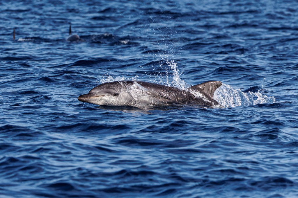 Vile video shows baby dolphin beaten at beach — sparking outrage against attackers