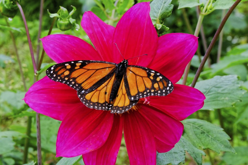 Near-record low butterfly sightings force California officials to issue dire plea