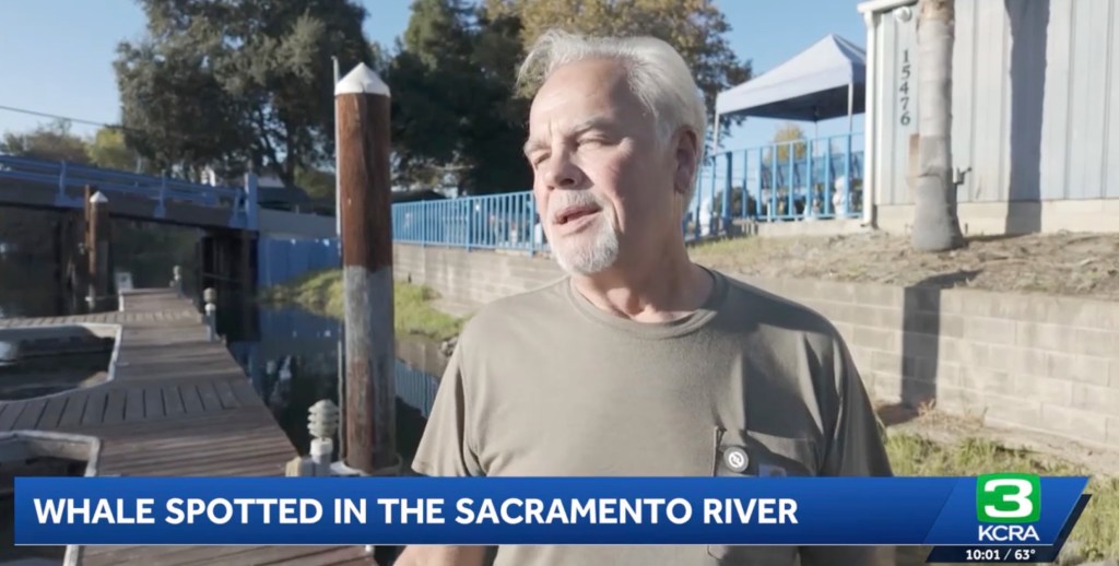 Massive humpback whale makes rare appearance in California river