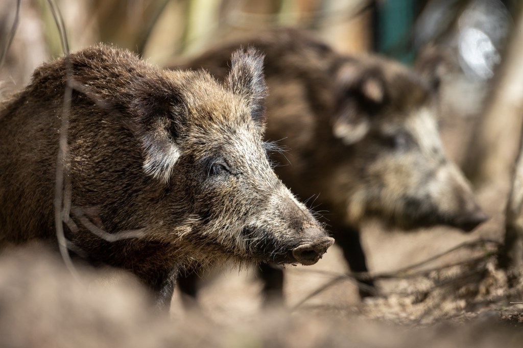 Recently retired Oklahoma man, 63, dies after driving into pack of wild hogs
