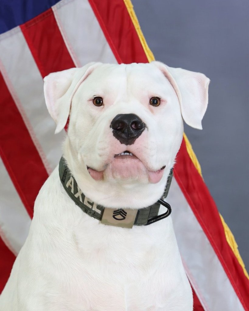 Deaf dog surrendered as puppy to now deploy with National Guard